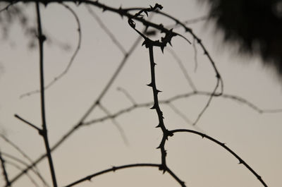 Low angle view of barbed wire against sky
