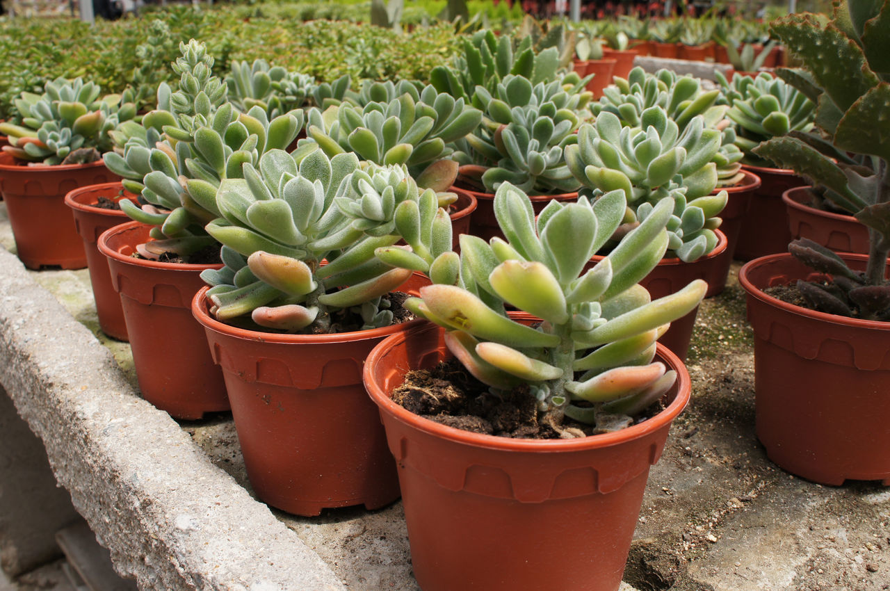 CLOSE-UP OF SUCCULENT PLANT IN POT