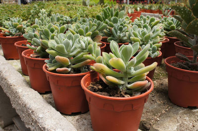 Close-up of succulent plants in yard