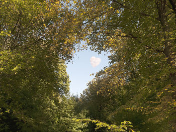 Low angle view of trees against sky during autumn