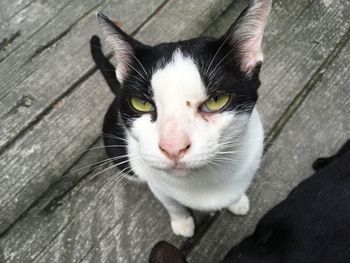 High angle portrait of cat