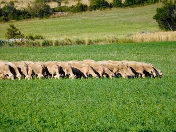 Sheep grazing on field