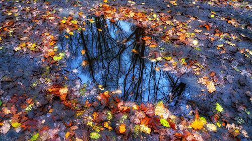 Close-up of autumn tree