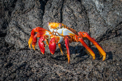 Close-up of crab on rock at beach