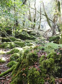 Trees in forest