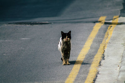 Portrait of cat on road in city