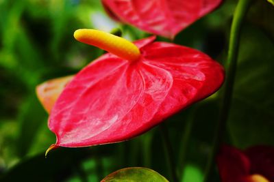 Close-up of red hibiscus blooming outdoors