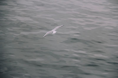 Swan flying over water