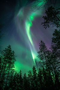 Low angle view of trees against sky at night