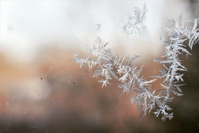 Close-up of snowflakes on glass window