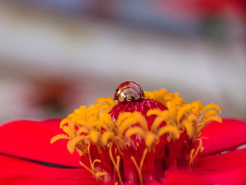 Close-up of yellow flower