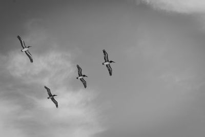 Low angle view of birds flying in sky