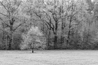 Bare trees on field during winter