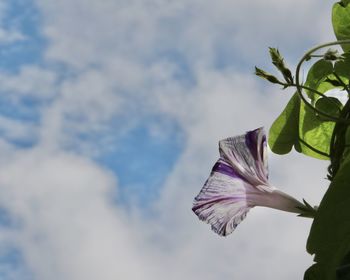Low angle view of purple flowering plant against cloudy sky