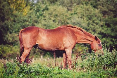 Side view of horse standing on field