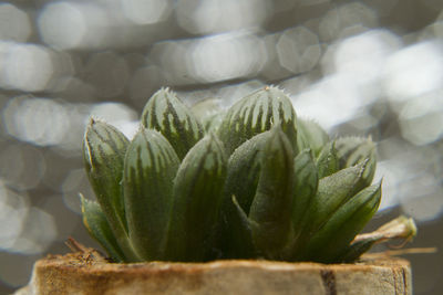 Close-up of vegetables