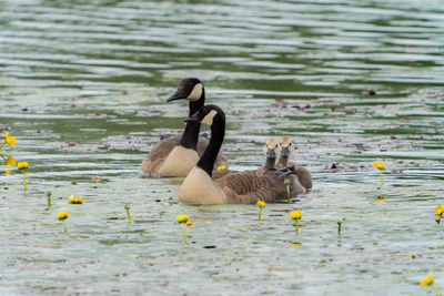 Geese in a lake