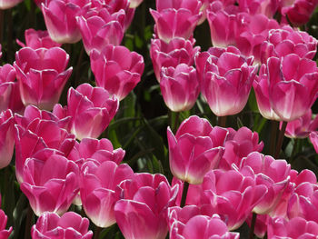 Close-up of pink flowers in park