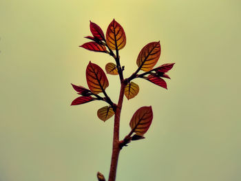 Close-up of flowering plant against white background
