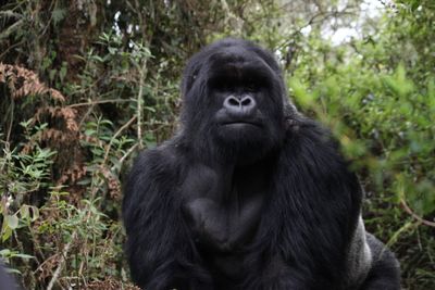 Close-up portrait of gorilla