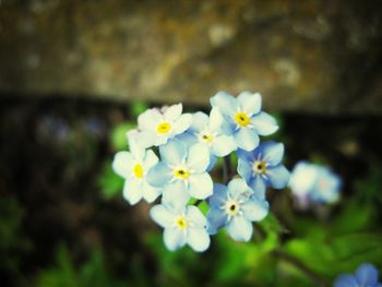 Close-up of white flowers