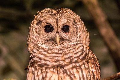 owl