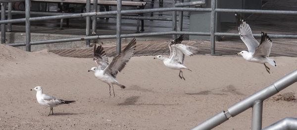 Flock of birds