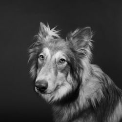 Portrait of shetland sheepdog against black background