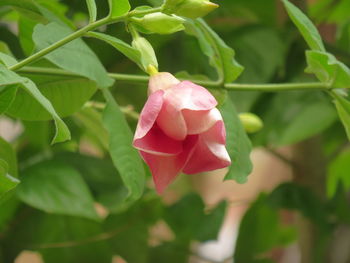 Close-up of pink rose