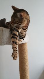 Close-up of cat against white wall