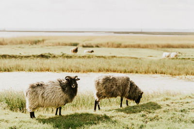 Sheep in a field