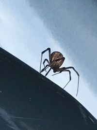 Close-up of insect against sky