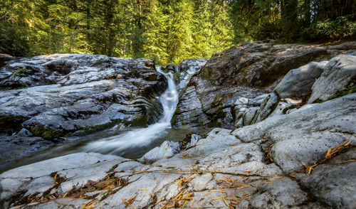 Scenic view of waterfall in forest