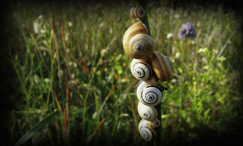 Close-up of grass