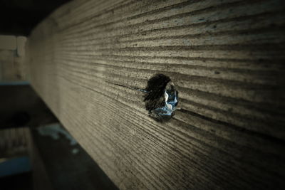 High angle view of insect on wood