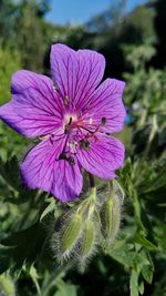 Close-up of pink flowering plant