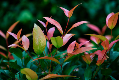 Close-up multicolored leaves on green background