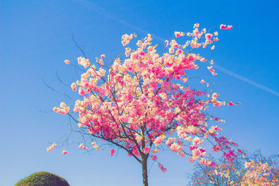 Low angle view of flower tree