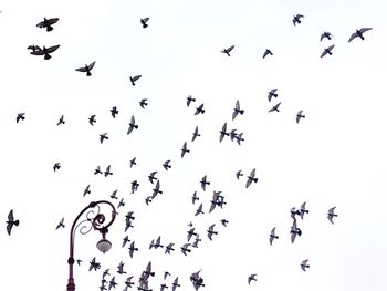 Low angle view of birds flying in sky