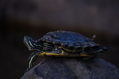 Close-up of turtle on rock