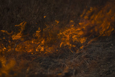 Close-up of autumn leaves on field