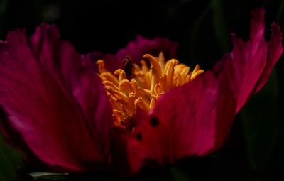 Close-up of yellow flower