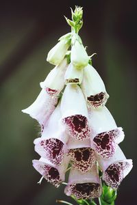 Close-up of white flowers