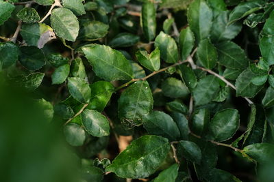 Full frame shot of green leaves