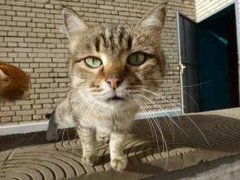cat