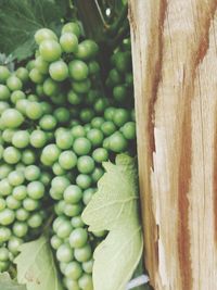 Close-up of grapes on tree