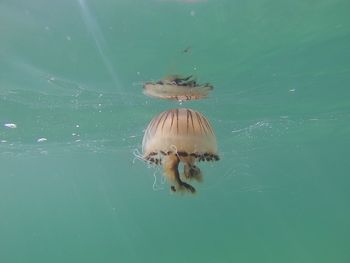 Close-up of jellyfish swimming in water