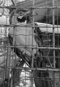 View of cat in cage