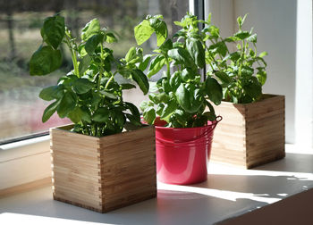 Close-up of potted plant on table