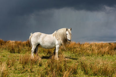 Horse in a field